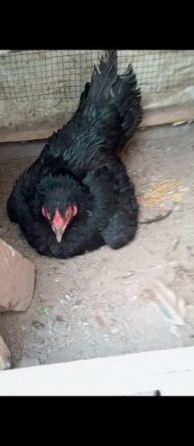 Kurk murgi for sale