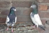 Breeder pair