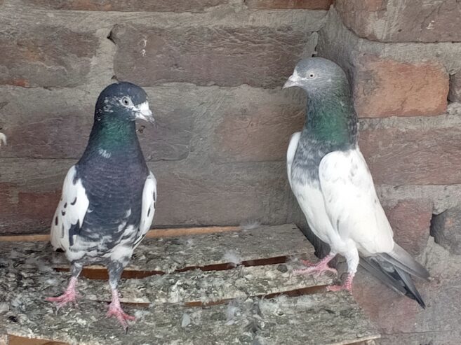 Breeder pair