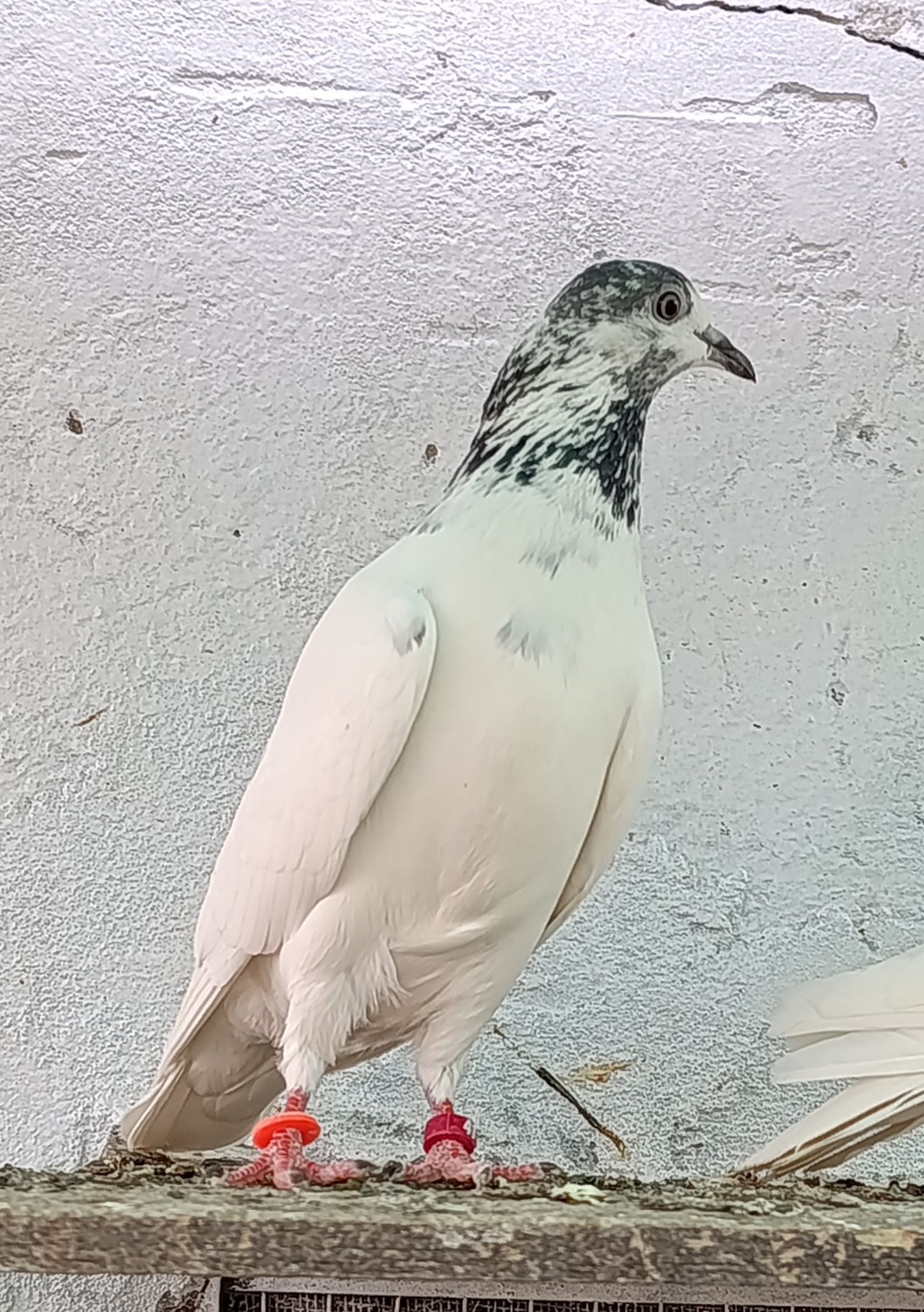 بٹیرا جوڑا سیالکوٹی