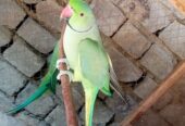 Fairt طوطے