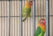 Love birds
