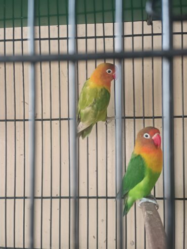 Love birds
