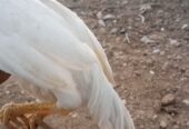 White heera aseel male