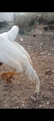 White heera aseel male