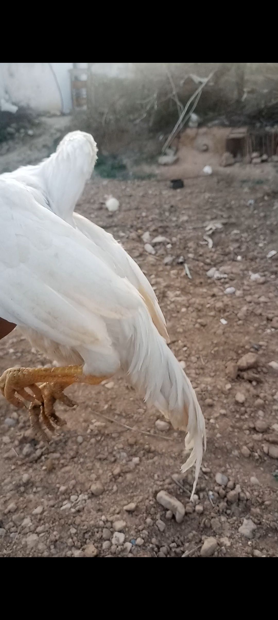 White heera aseel male