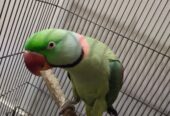 Raw parrots pair for sale.