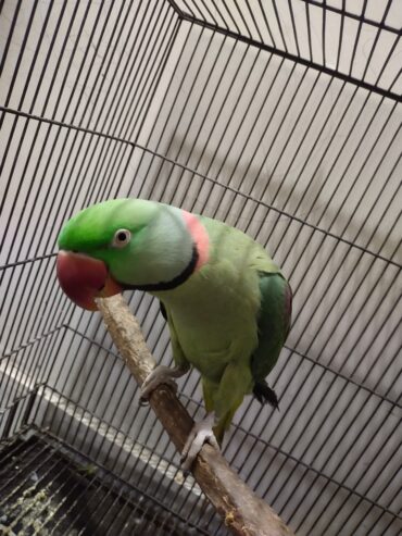 Raw parrots pair for sale.