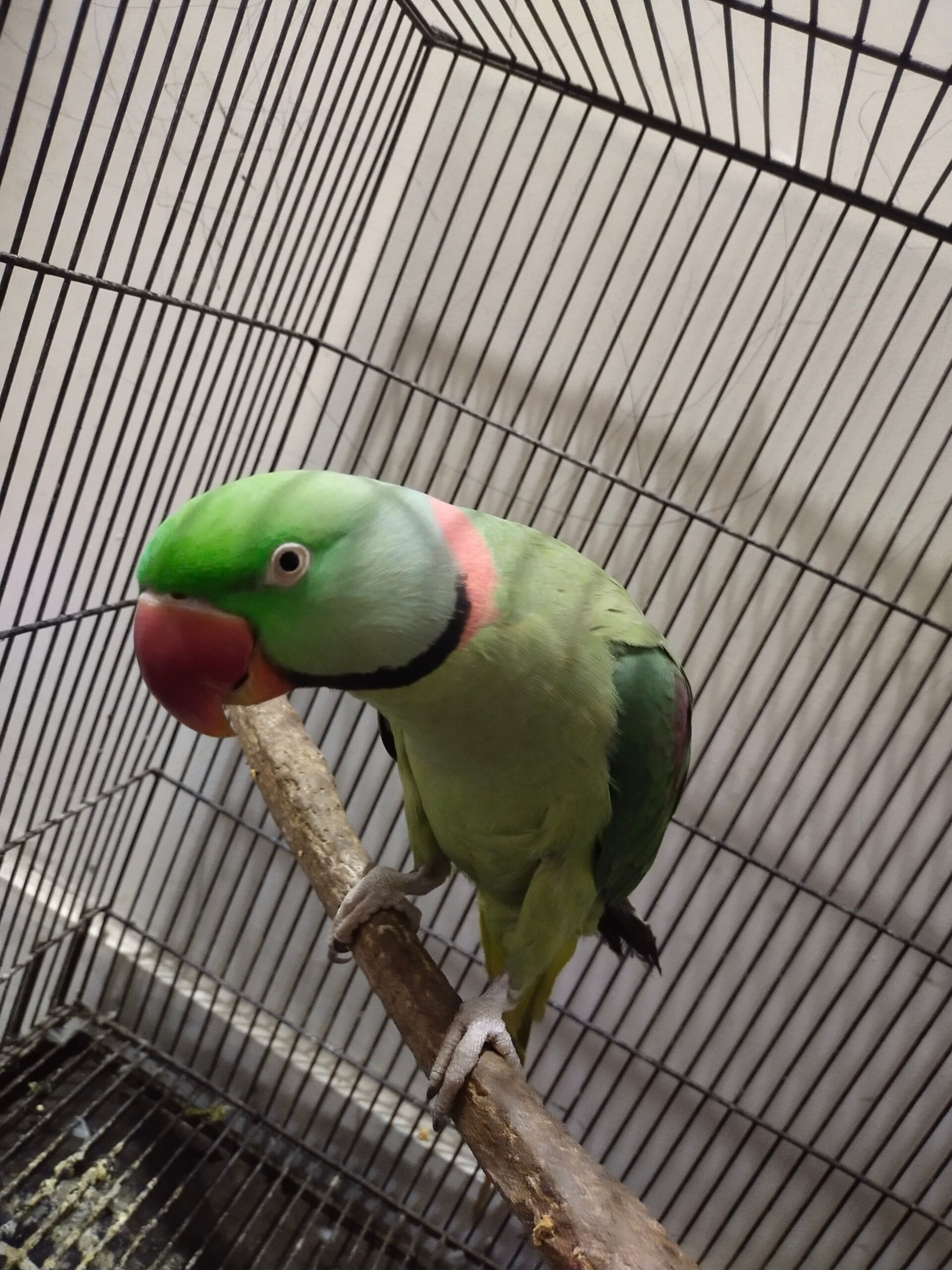 Raw parrots pair for sale.