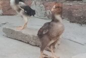 Aseel chicks for sale