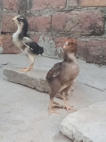 Aseel chicks for sale