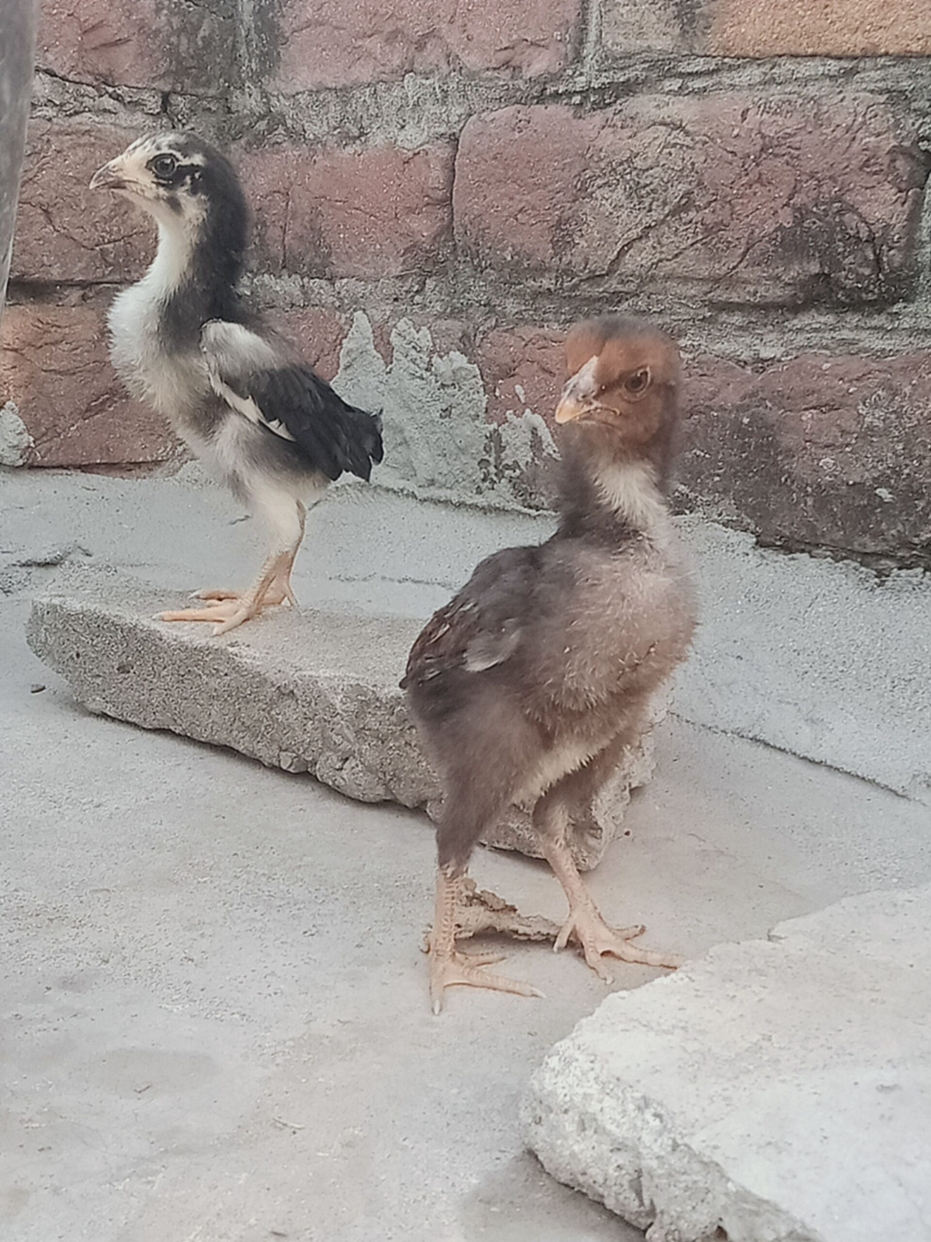 Aseel chicks for sale