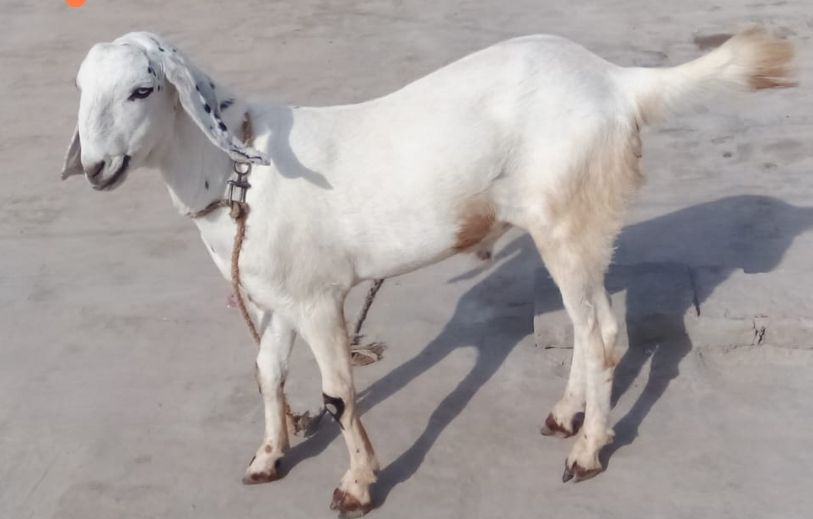 خوبصورت بکرا قربانی کے لیے