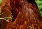 Golden mesri hen