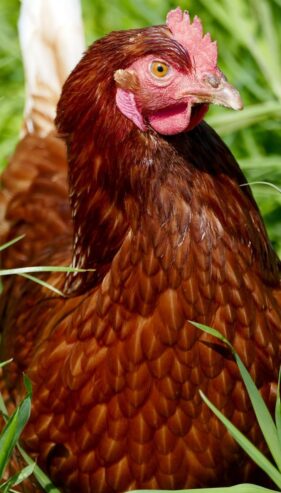 Golden mesri hen