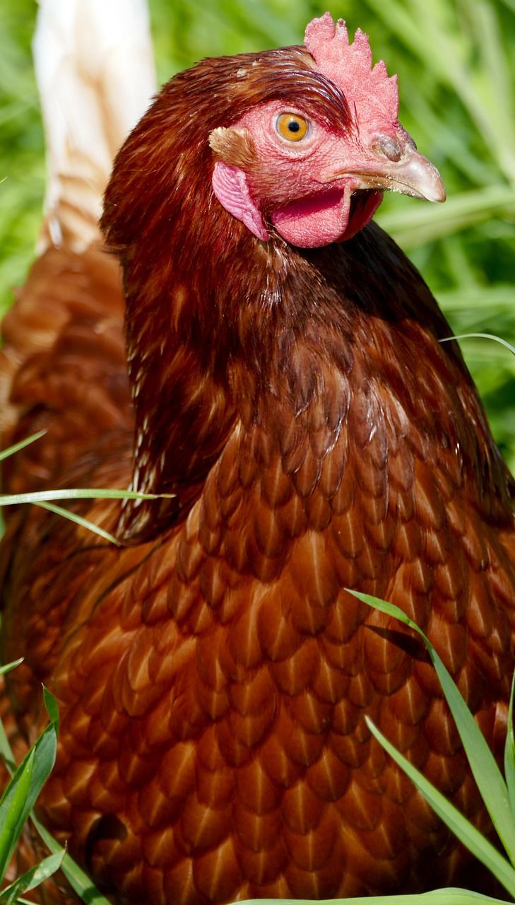 Golden mesri hen