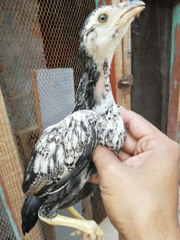 Aseel chiks