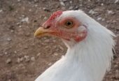 White heera aseel male