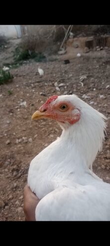 White heera aseel male