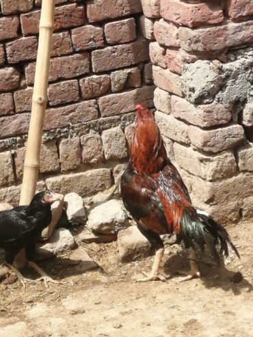 Breeder pair and chicks