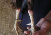 Breeder pair and chicks