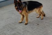 king size pedigree male long coat but testicle single heavy bone structure black mask