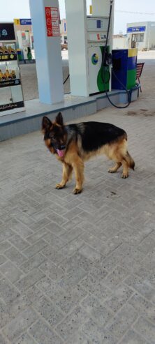 king size pedigree male long coat but testicle single heavy bone structure black mask