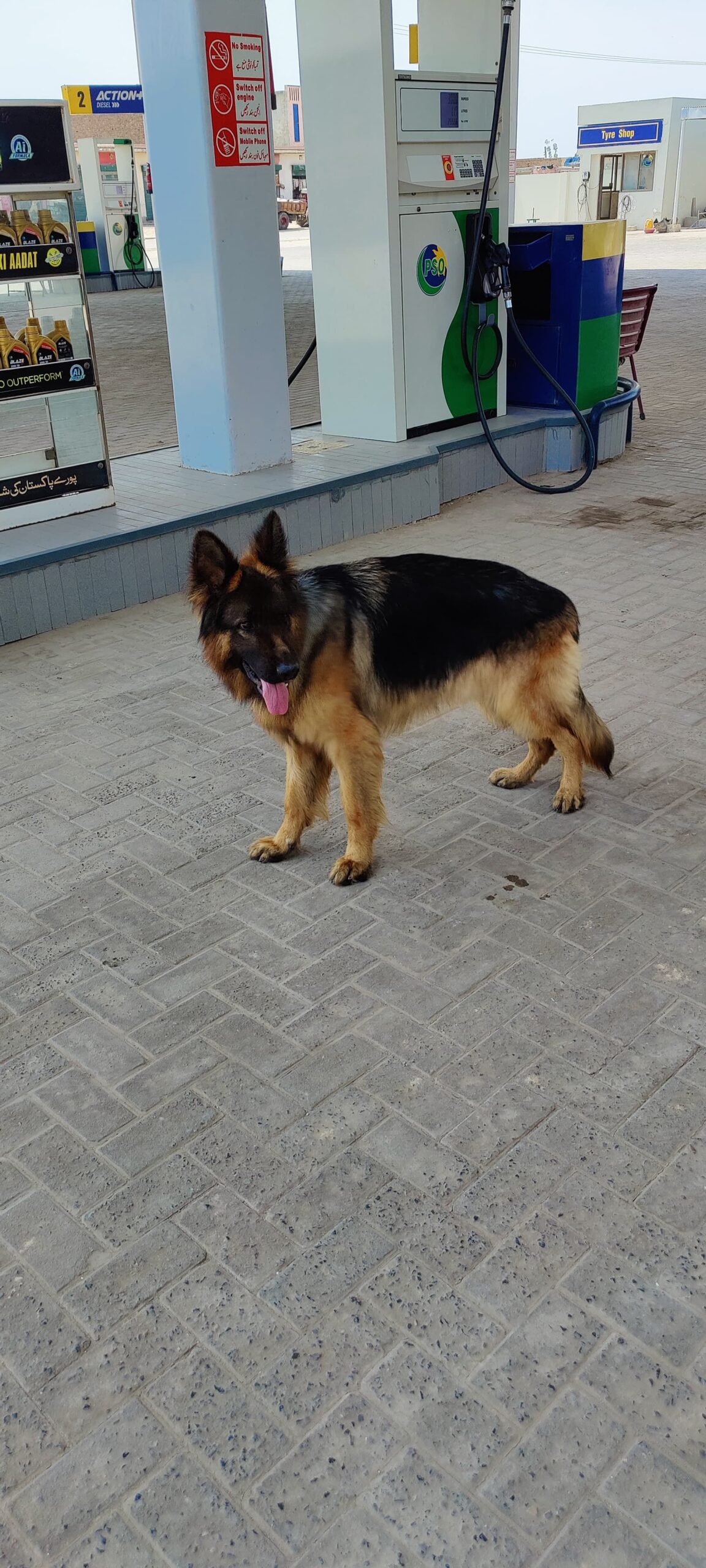 king size pedigree male long coat but testicle single heavy bone structure black mask
