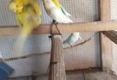 All birds for sale location Abdul Hakim