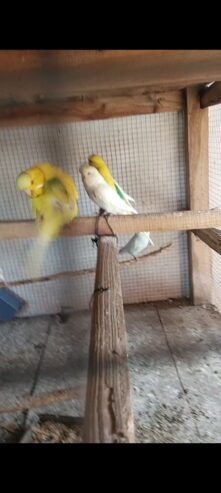 All birds for sale location Abdul Hakim