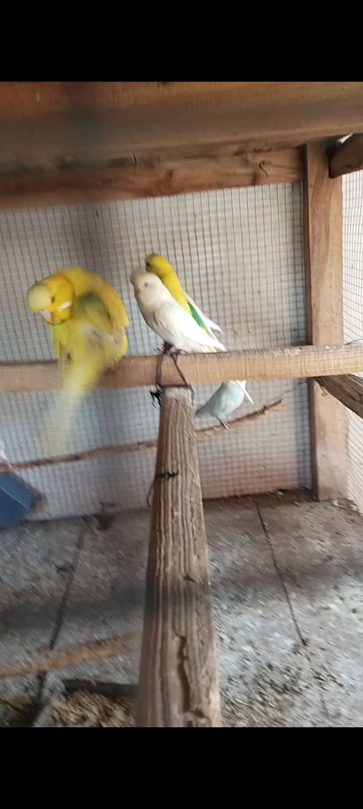 All birds for sale location Abdul Hakim