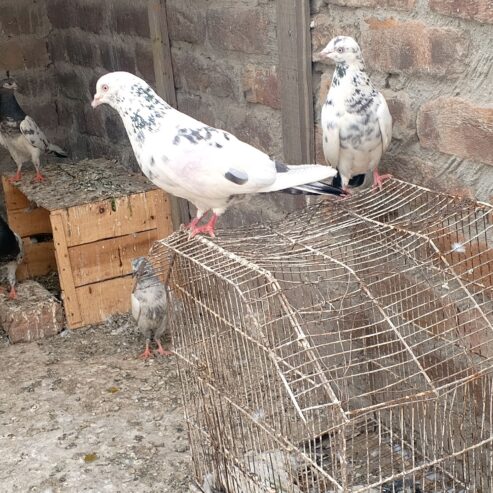 Sharka pair
