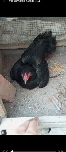 Kurk murgi for sale