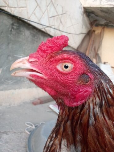 Top quality patha for sale