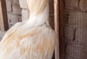 Heera Aseel breeder or 2 heera madiya for sale in multan.
