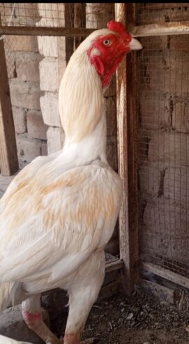 Heera Aseel breeder or 2 heera madiya for sale in multan.