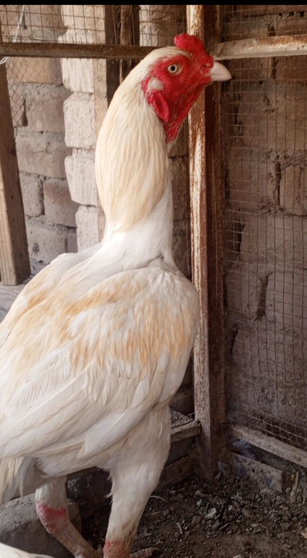 Heera Aseel breeder or 2 heera madiya for sale in multan.