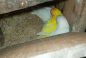 Breeder pairs
