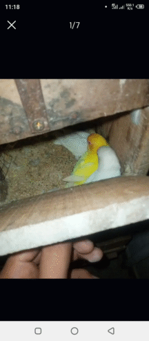Breeder pairs
