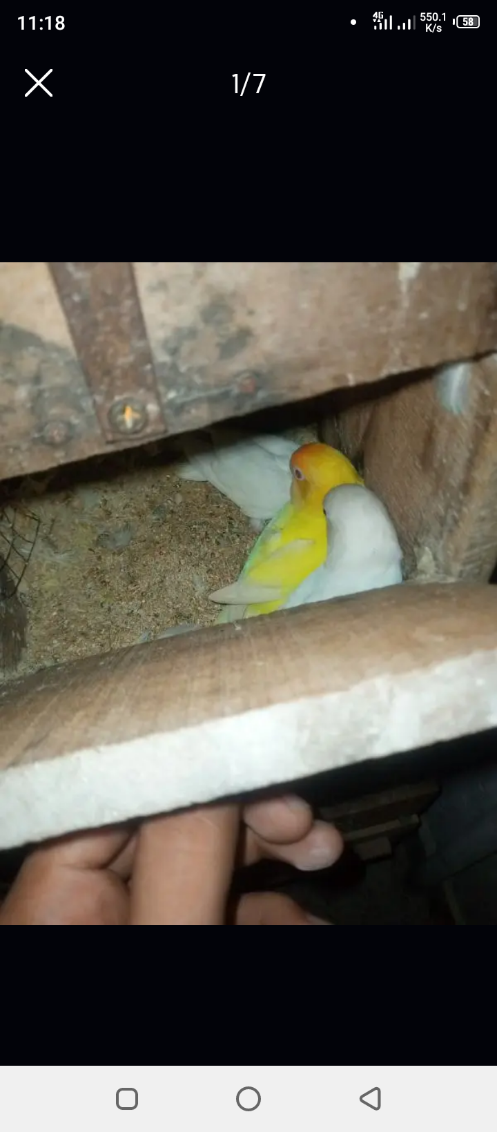 Breeder pairs