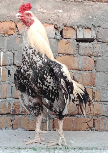 Aseel cock