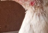 Heera Aseel breeder or 2 heera madiya for sale in multan.