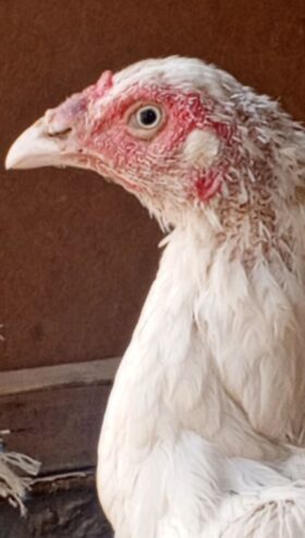 Heera Aseel breeder or 2 heera madiya for sale in multan.
