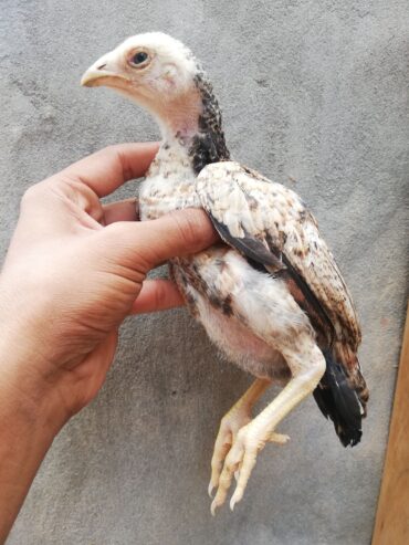 Aseel chiks