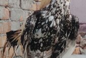 Aseel cock