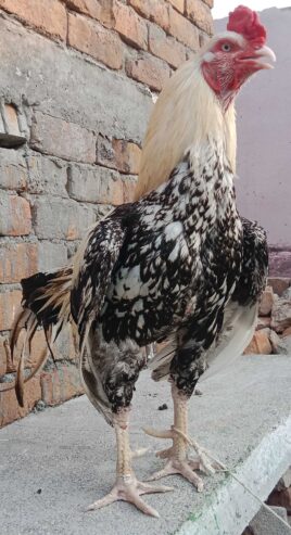 Aseel cock