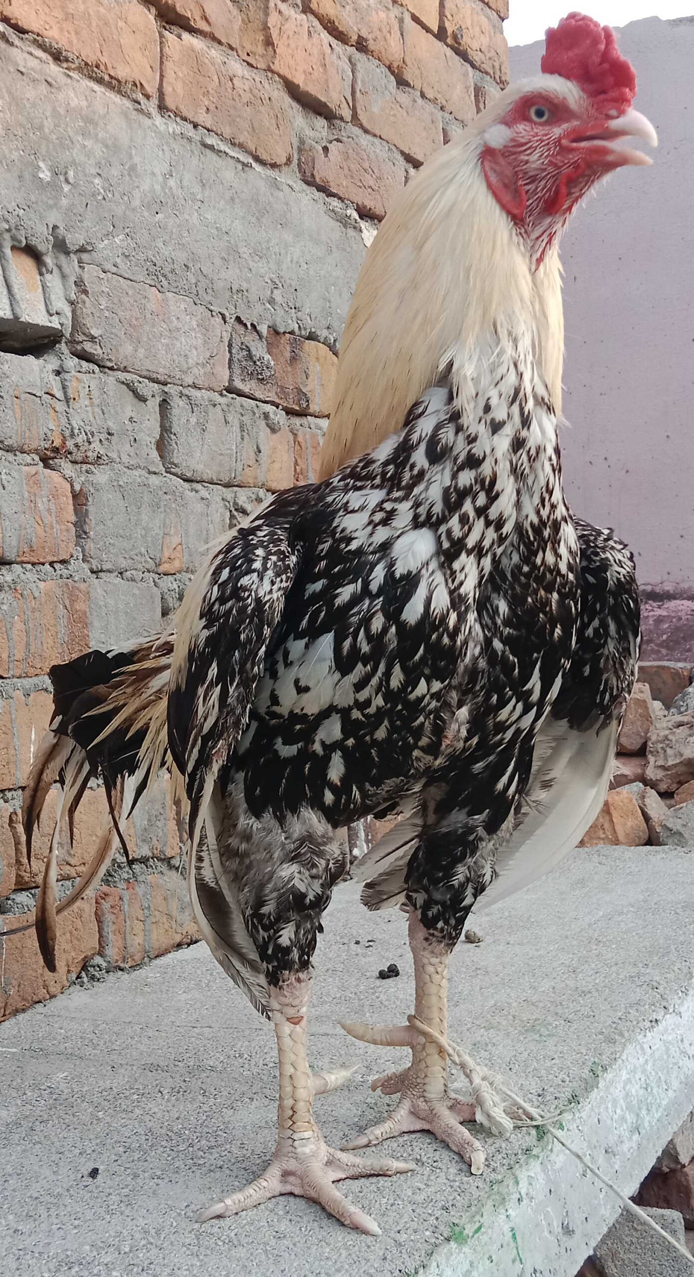 Aseel cock