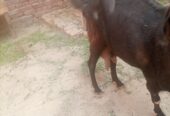 Dhood wali bakri/ goats