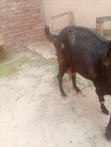 Dhood wali bakri/ goats
