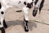 Beautiful Male age 2 months nearly